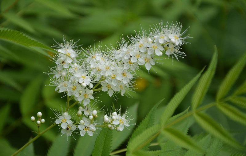 【每周植物分享】花开在夏——珍珠梅