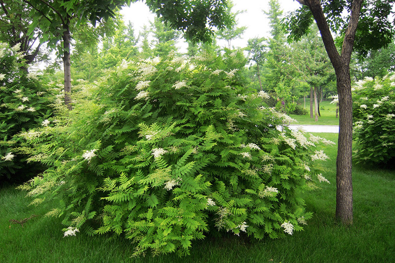 【每周植物分享】花开在夏——珍珠梅