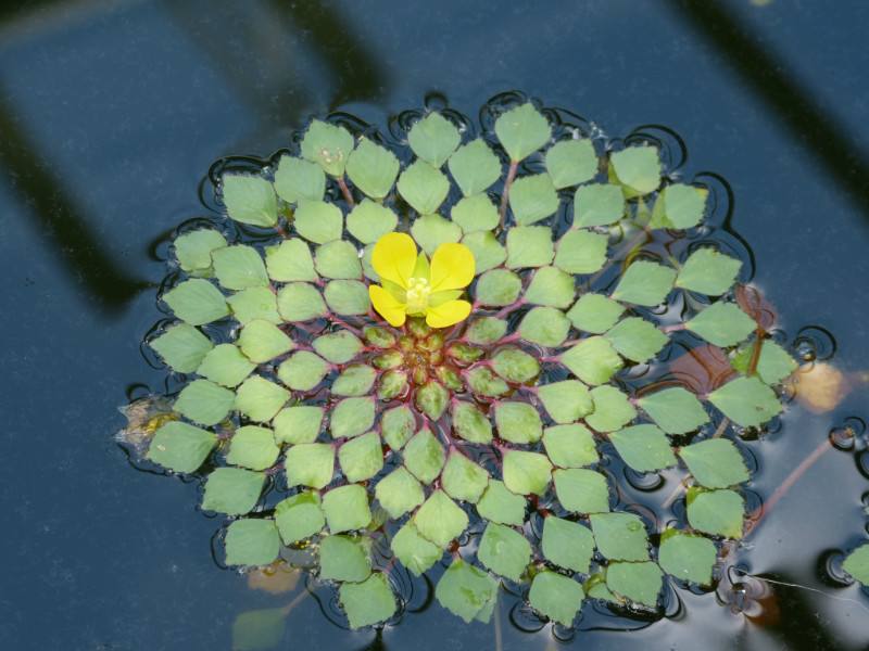 【植物笔记】水上烟火——黄花菱