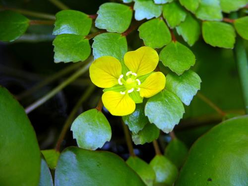 【植物笔记】水上烟火——黄花菱