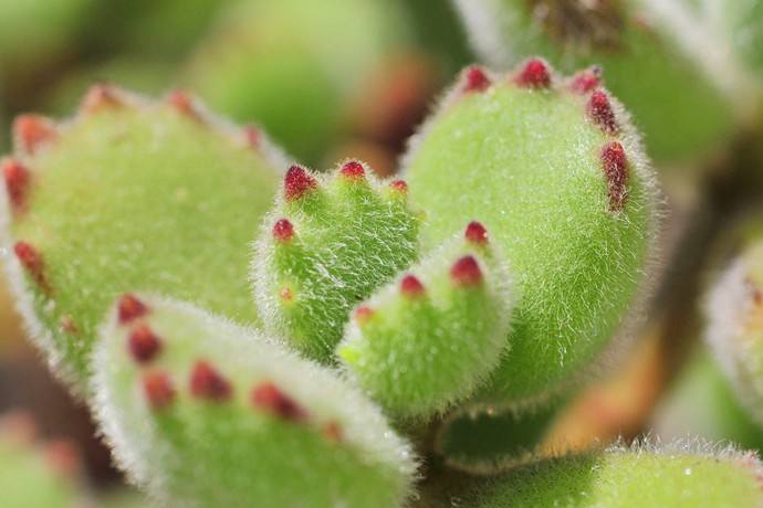 【植物趣闻】当植物长成了动物的样子，是萌还是丑？