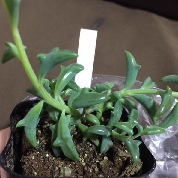 【植物趣闻】当植物长成了动物的样子，是萌还是丑？