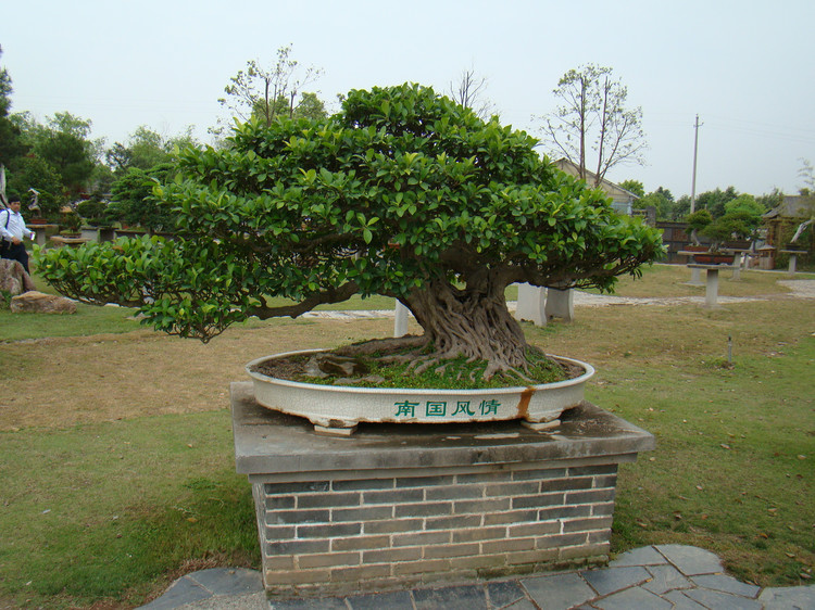 【盆景赏】来自国内最大的私家盆景花园——鲍家花园