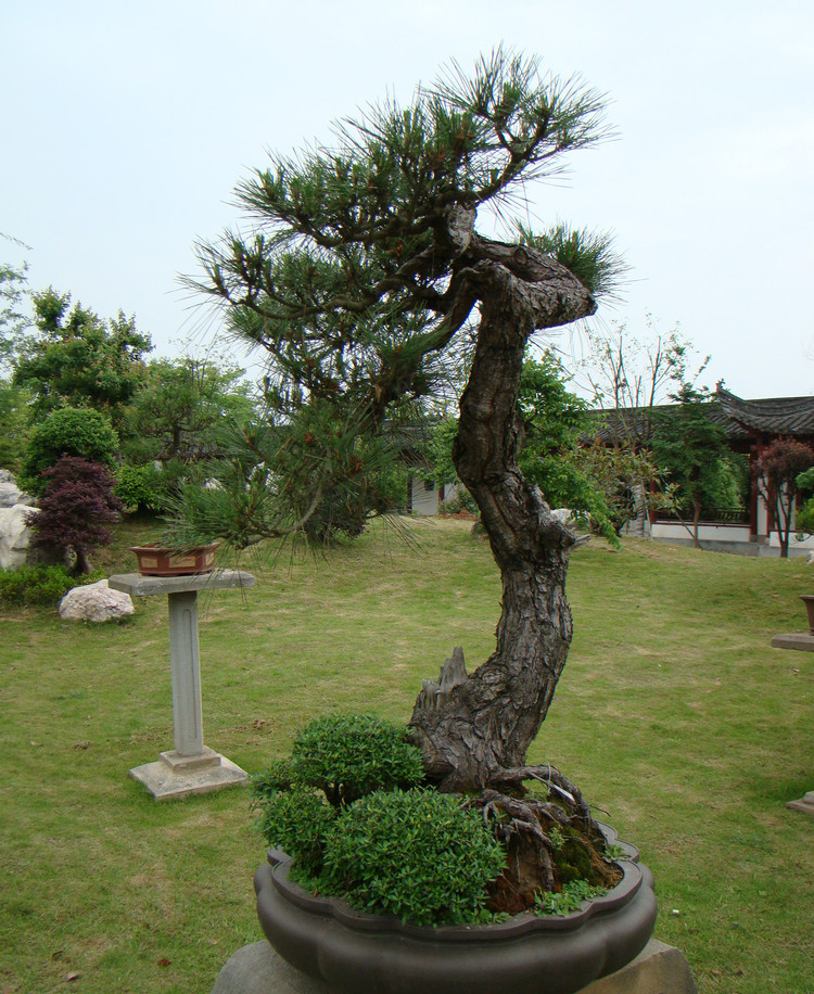 【盆景赏】来自国内最大的私家盆景花园——鲍家花园