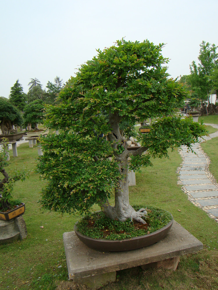 【盆景赏】来自国内最大的私家盆景花园——鲍家花园