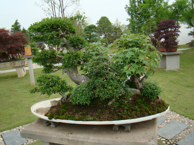 【盆景赏】来自国内最大的私家盆景花园——鲍家花园