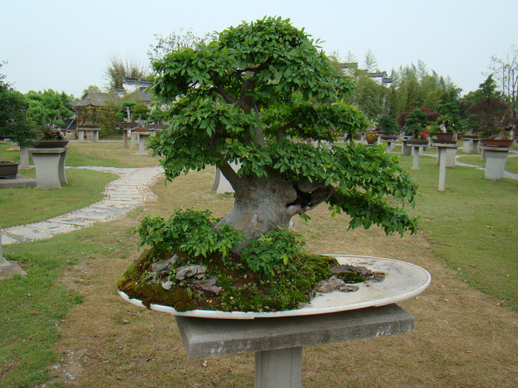 【盆景赏】来自国内最大的私家盆景花园——鲍家花园