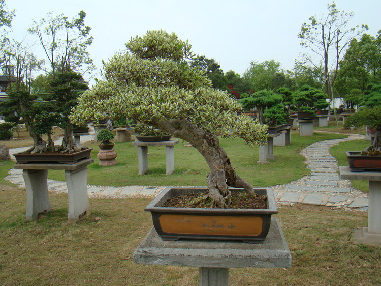 【盆景赏】来自国内最大的私家盆景花园——鲍家花园