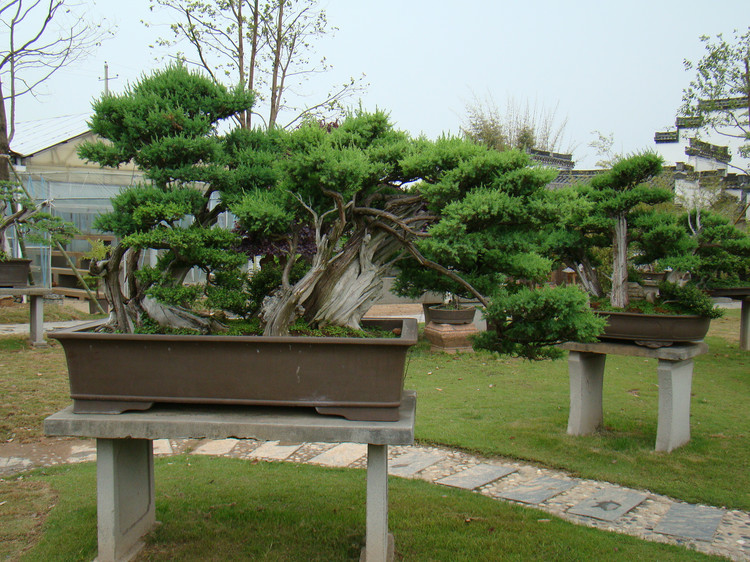 【盆景赏】来自国内最大的私家盆景花园——鲍家花园