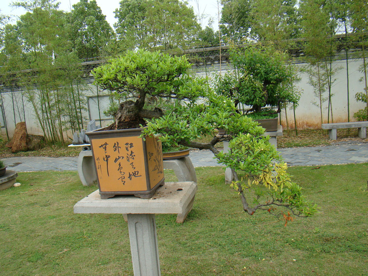 【盆景赏】来自国内最大的私家盆景花园——鲍家花园