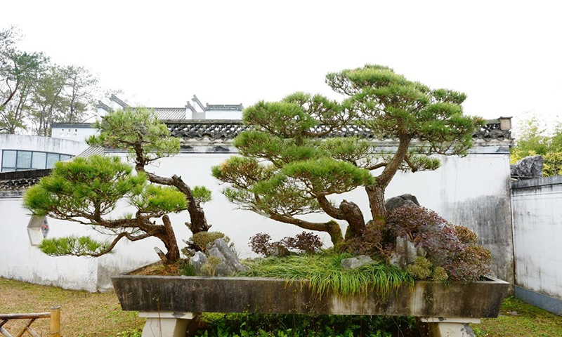 【盆景赏】来自国内最大的私家盆景花园——鲍家花园