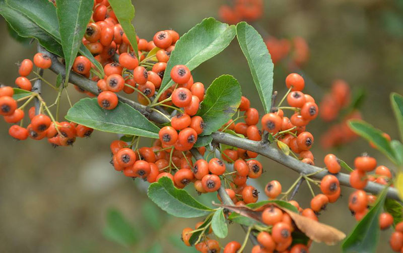 冬季观果植物盘点