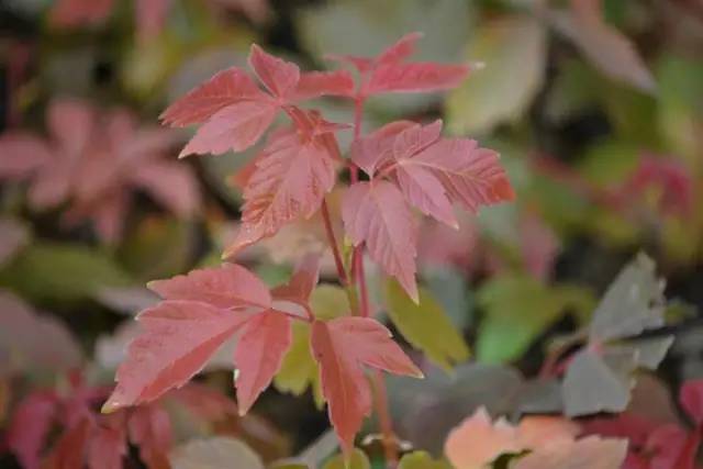 私家花园设计中12种园林花园彩叶树木是哪些