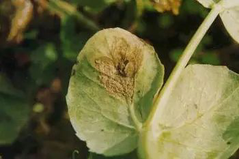 私家花园设计中绿化植物常见病虫害怎么防治