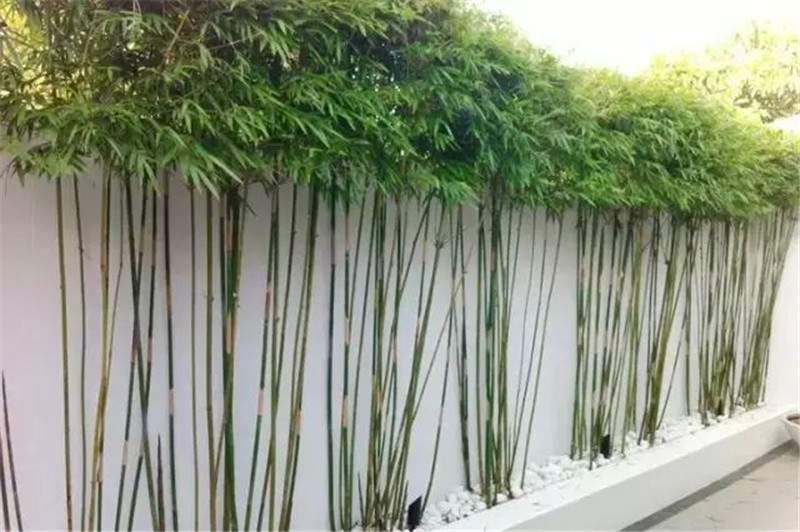 庭院花园设计中竹子应该怎么设计搭配