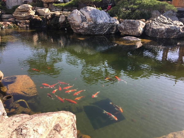 花园水池风水讲究与禁忌