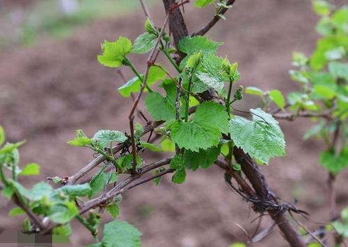 别墅花园如何养殖葡萄树，方法是什么？