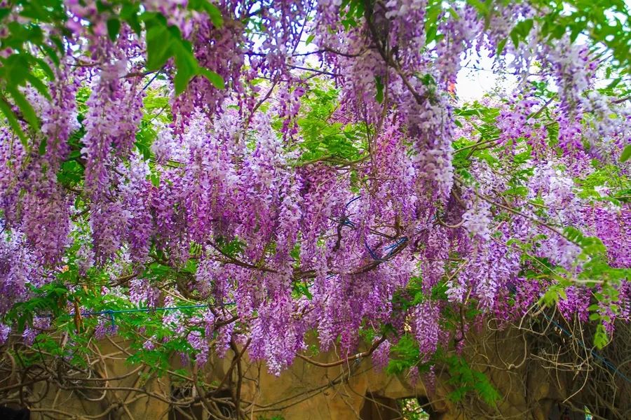 花园夏季养这几种爬藤植物仿佛置身童话世界