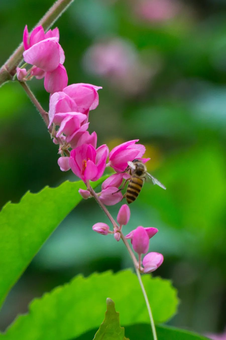 花园夏季养这几种爬藤植物仿佛置身童话世界